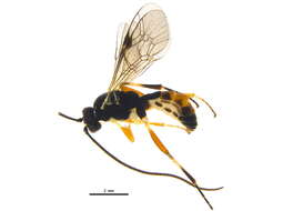 Image of Campodorus viduus (Holmgren 1857)