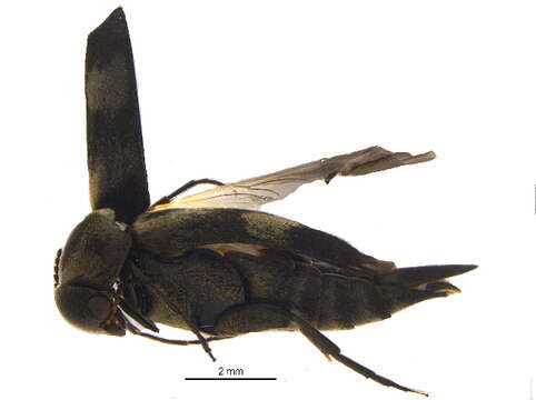 Image of <i>Variimorda villosa</i>