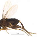 Image of Megaselia campestris (Wood 1908)