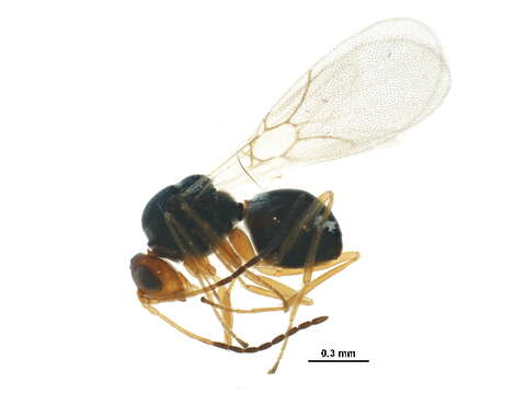 Image of <i>Alloxysta macrophadna</i>