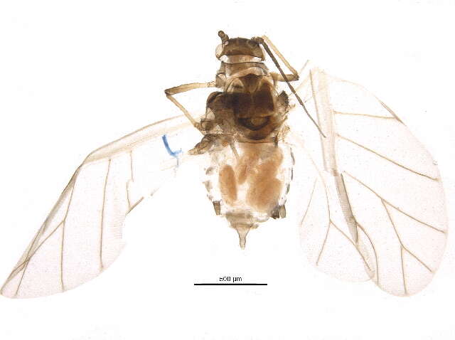 Image of Hyadaphis