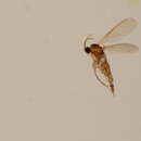 Image of <i>Cratyna contracata</i>
