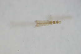 Image of Pseudorthocladius