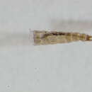 Image of Gymnometriocnemus