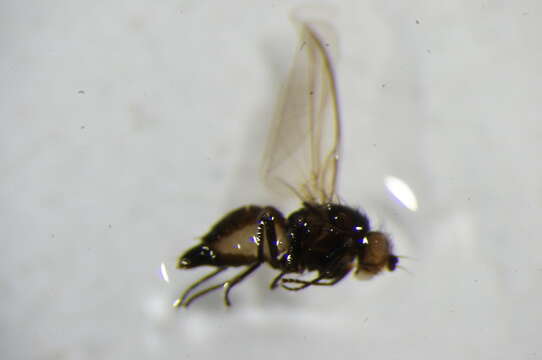 Image of Chromatomyia fuscula Zetterstedt 1838