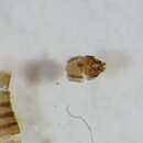 Image of Micropsectra notescens (Walker 1856)