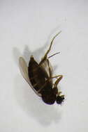 Image of Megaselia fumata (Malloch 1909)