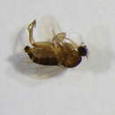 Image of <i>Megaselia subfuscipes</i> Schmitz 1935