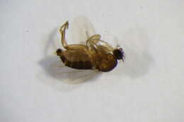 Image of Megaselia subfuscipes Schmitz 1935