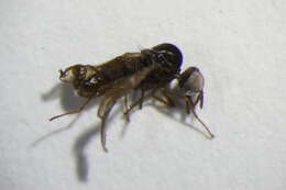 Image of unclassified Diptera
