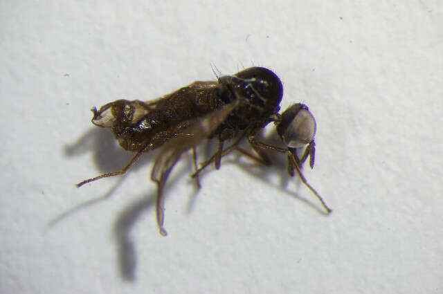Image of unclassified Diptera