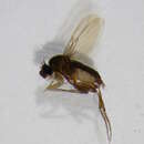 Image of Megaselia emarginata (Wood 1908)