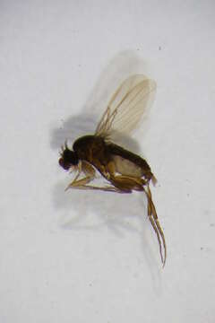 Image of Megaselia emarginata (Wood 1908)