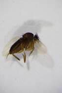 Image of Megaselia altifrons (Wood 1909)
