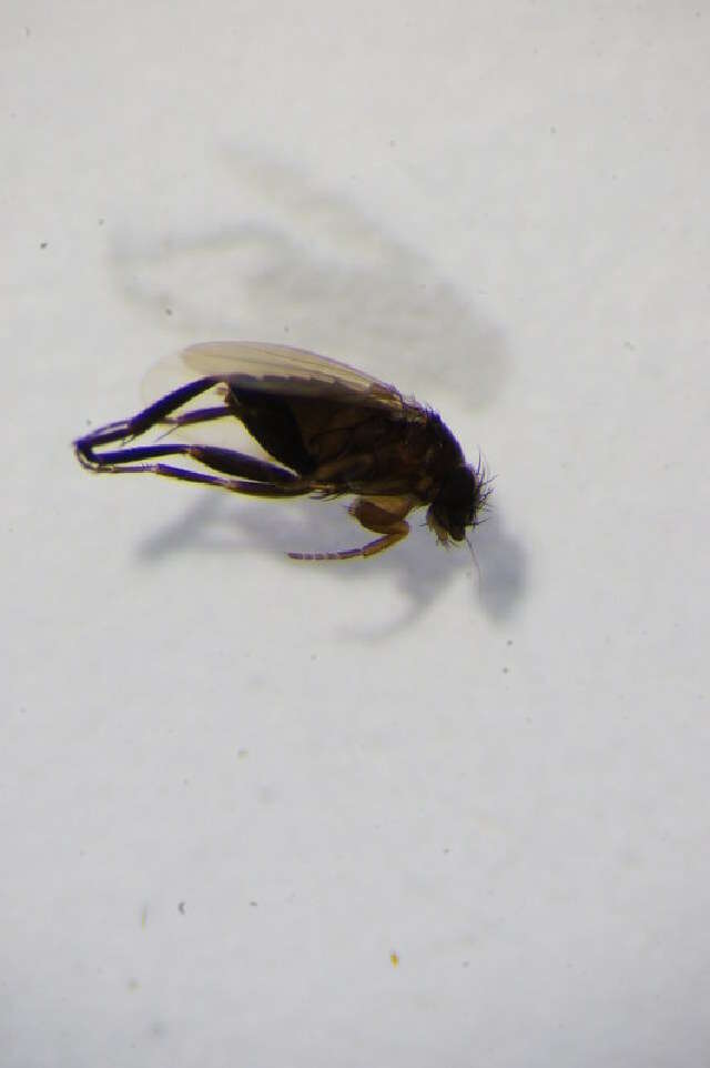 Image of Megaselia ciliata (Zetterstedt 1848)