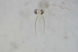 Image of <i>Limnophyes pentaplastus</i>