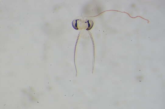 Image of <i>Limnophyes pentaplastus</i>