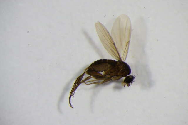 Image of Megaselia spinigera (Wood 1908)