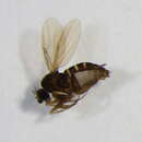 Image of Megaselia tarsella (Lundbeck 1921)