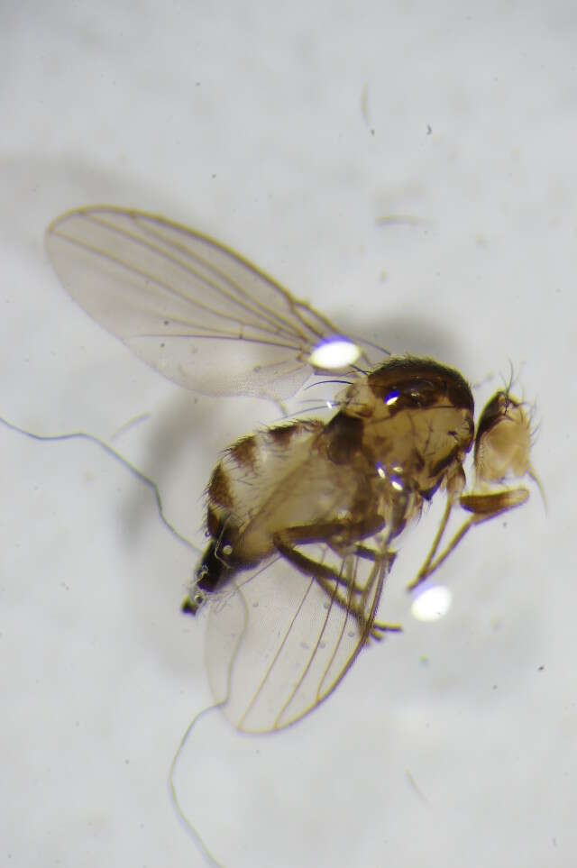 Image of Liriomyza flaveola (Fallen 1823)