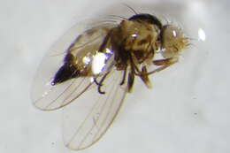 Image of Liriomyza flaveola (Fallen 1823)