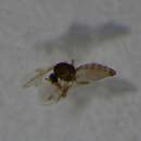 Image of Culicoides