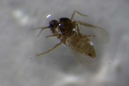 Image of Culicoides