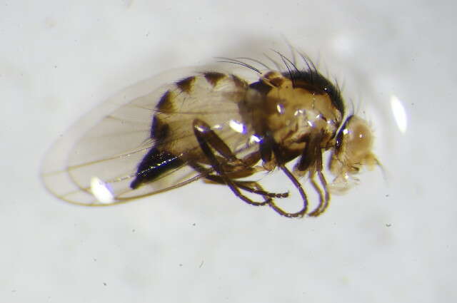 Image of Liriomyza flaveola (Fallen 1823)