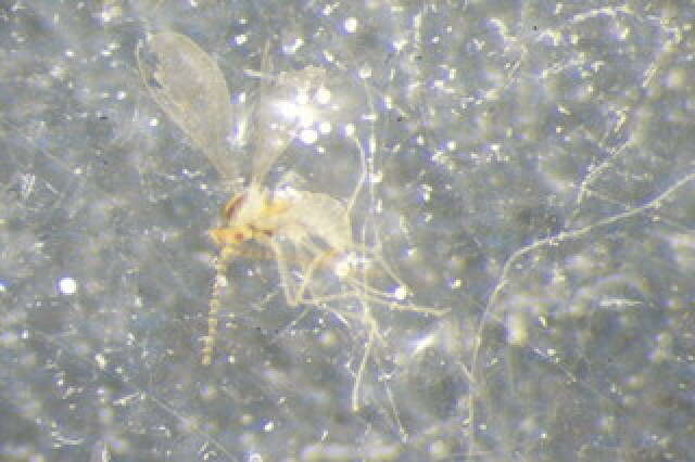 Peromyia perpusilla (Winnertz 1870)的圖片