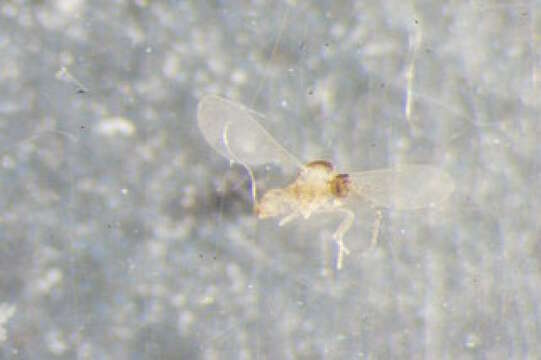 Peromyia caricis (Kieffer 1901)的圖片