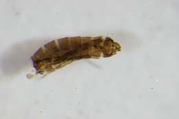 Image of Stempellinella brevis (Edwards 1929)