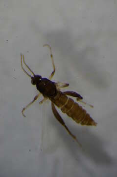 Image of Serromyia femorata (Meigen 1804)