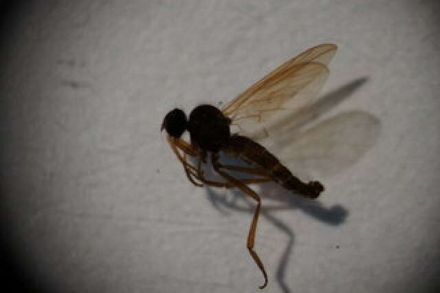 Peromyia perpusilla (Winnertz 1870)的圖片