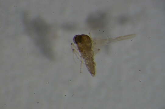 Image of Culicoides clintoni Boorman 1984