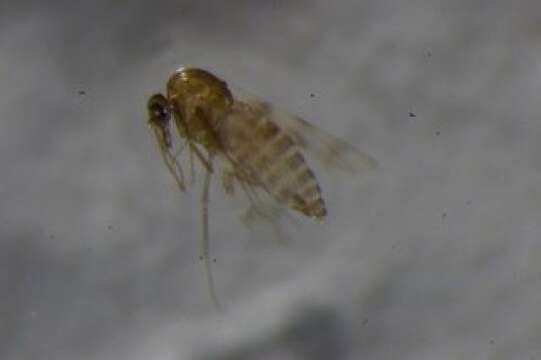 Image of Culicoides