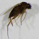 Image of Megaselia consetigera (Schmitz 1925)