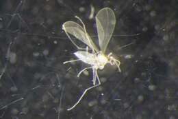 Image of Asteromyia