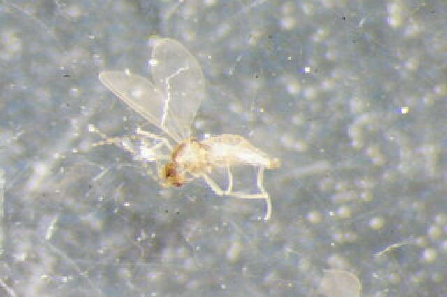 Peromyia perpusilla (Winnertz 1870)的圖片