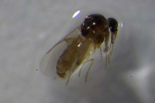 Image of Culicoides