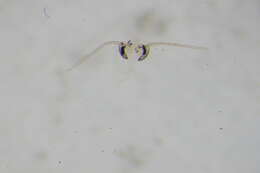 Image of Paraphaenocladius pseudirritus Strenzke 1950