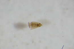 Image of <i>Paracladopelma mikianum</i>