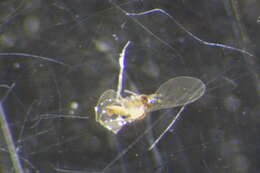 Peromyia upupoides Jaschhof 1997的圖片