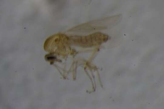 Image of Highland midge