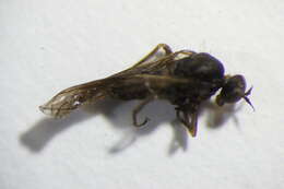 Image of Hilara nitidorella Chvala 1996