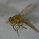 Image of <i>Sapromyza albiceps</i>