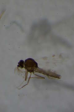 Image of Highland midge