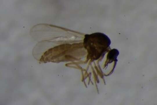 Image of Highland midge