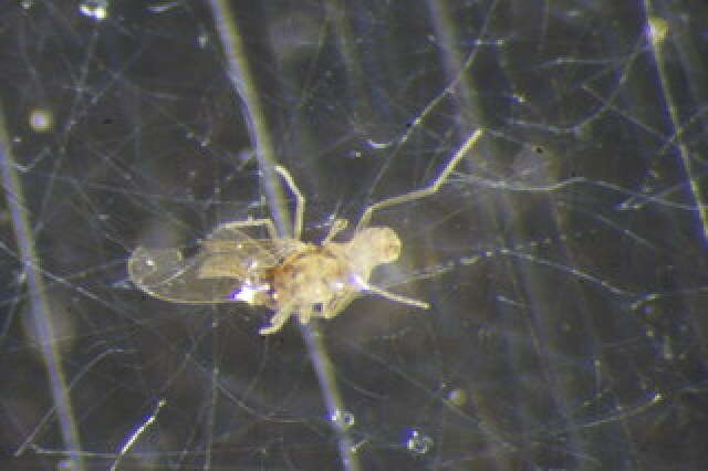 Peromyia upupoides Jaschhof 1997的圖片