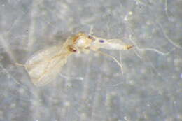 Image of Campylomyza ormerodi (Kieffer 1913)
