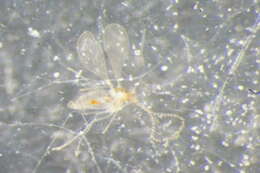 Peromyia perpusilla (Winnertz 1870)的圖片